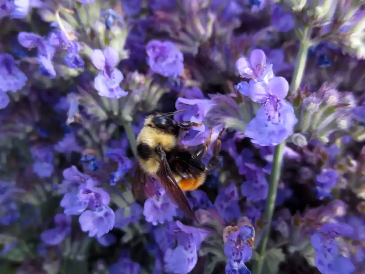 Bumblebee on catmint by Susan Fluegel